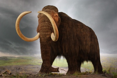 Woolly-Mammoth-1
